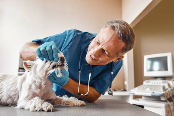 Best Emergency Gum Treatment in Elmore, OH